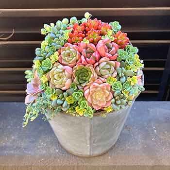 多肉植物　寄せ植え　2段 多肉の二段寄せ植えの記録🍀｜🍀GreenSnap（グリーンスナップ）